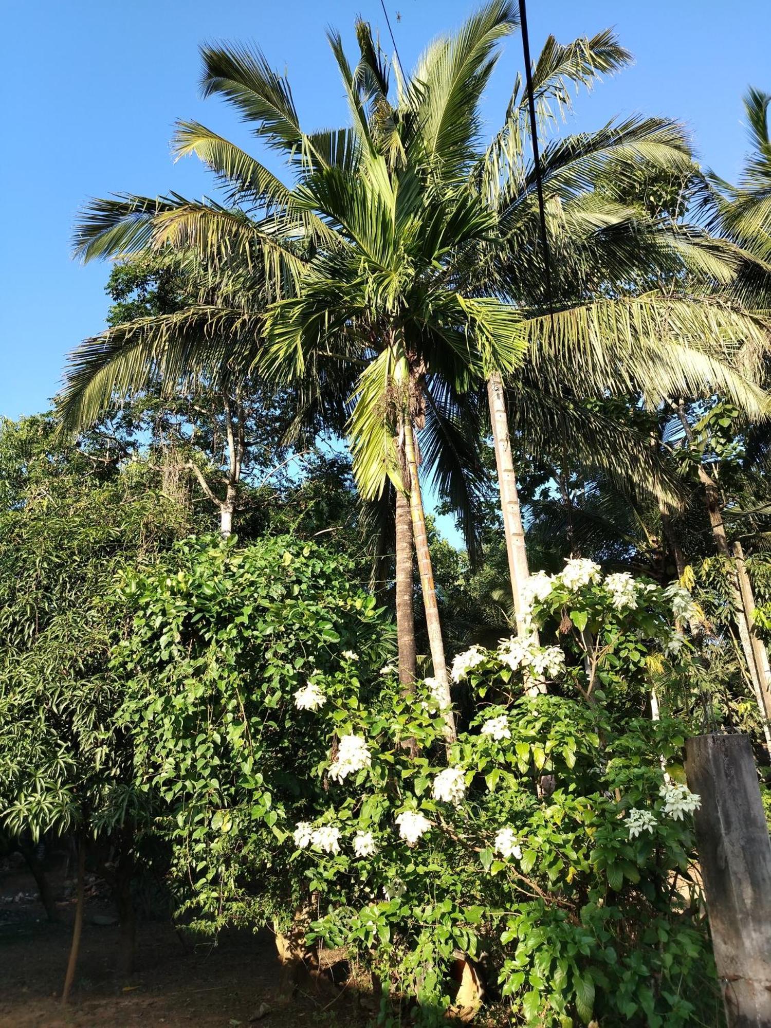 Willwin Park Διαμέρισμα Anuradhapura Εξωτερικό φωτογραφία
